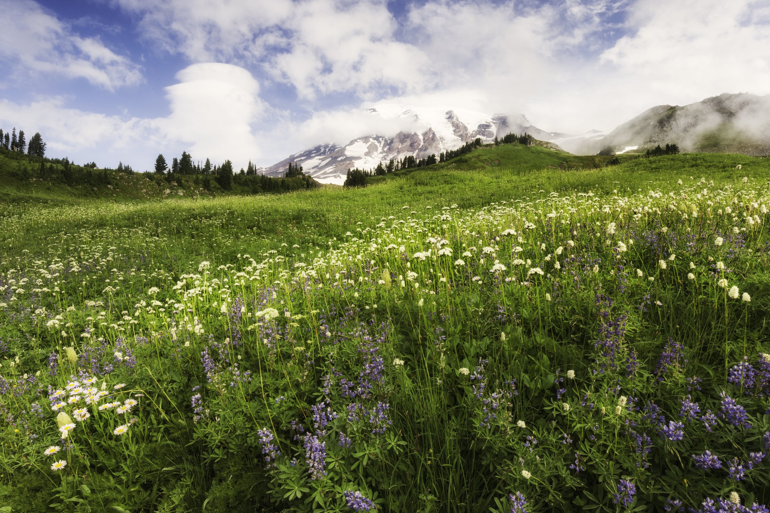 misty-morning-mount-rainier.jpg