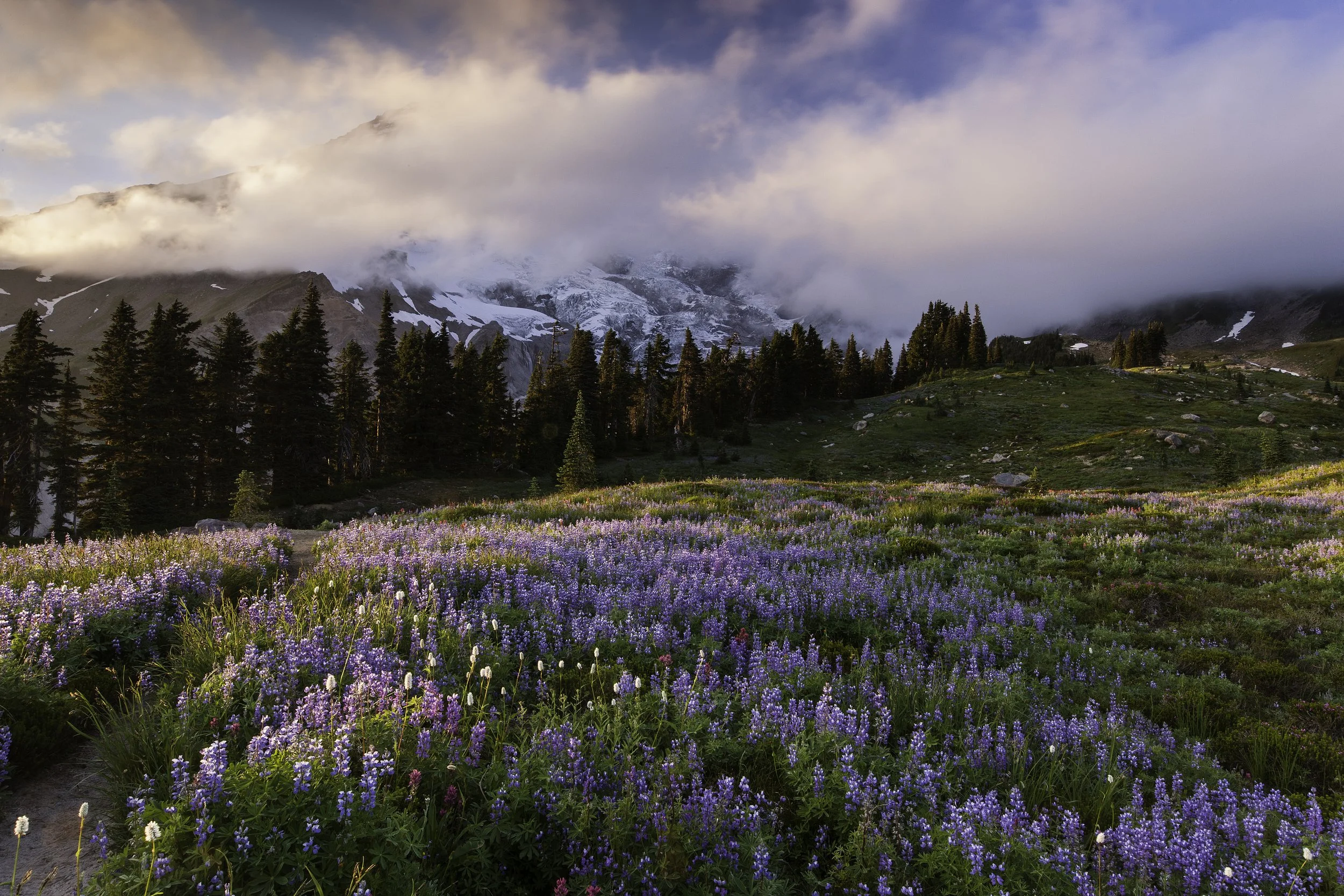 mount-rainier-wildflower-fields.jpg