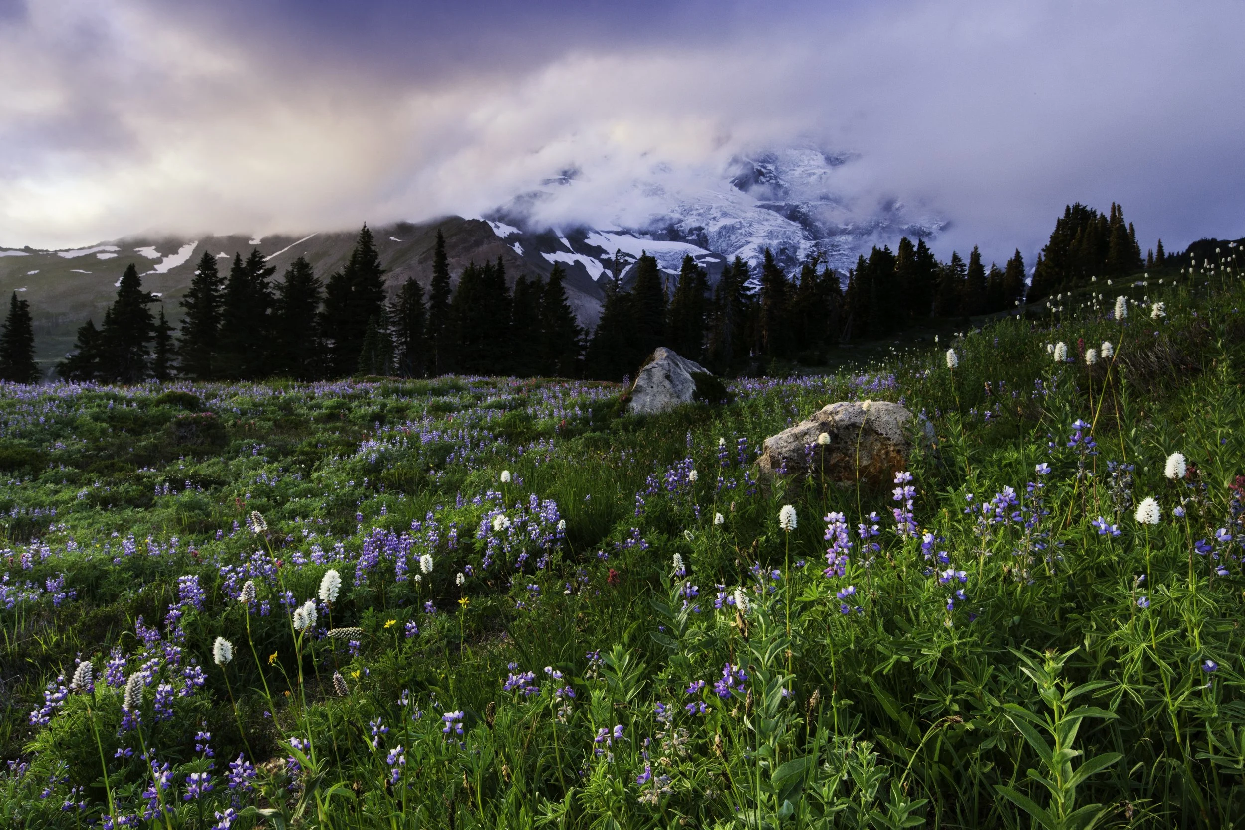 summer-mist-mount-rainier.jpg