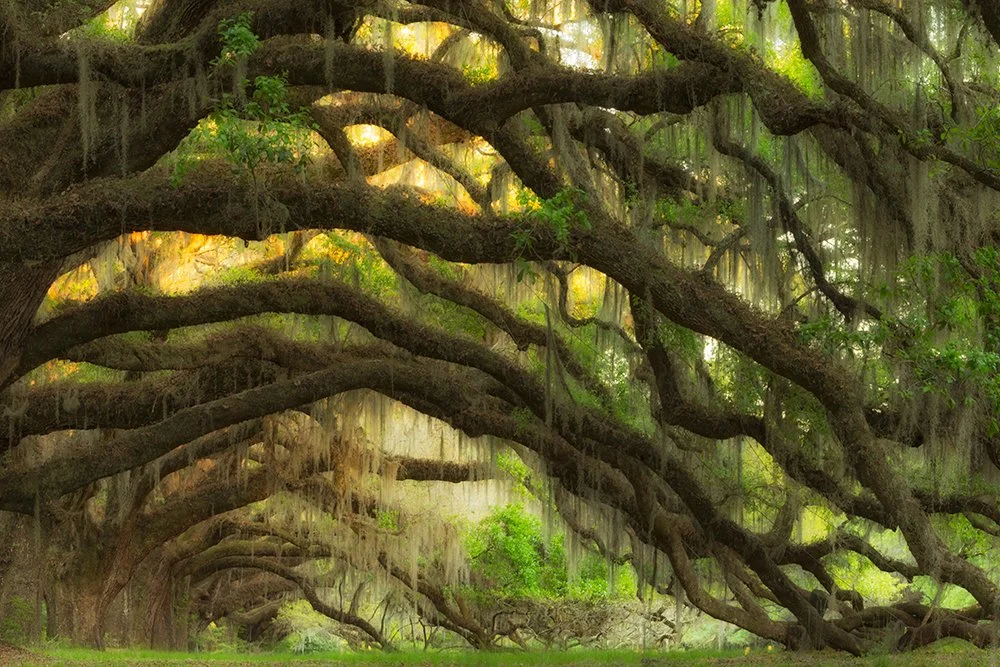 Old oak trees in Charleston South Carolina by Jennifer King