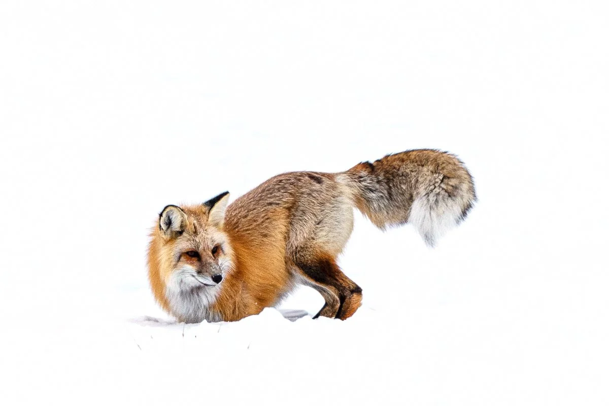 Red Fox Hunting Jennifer King.JPG