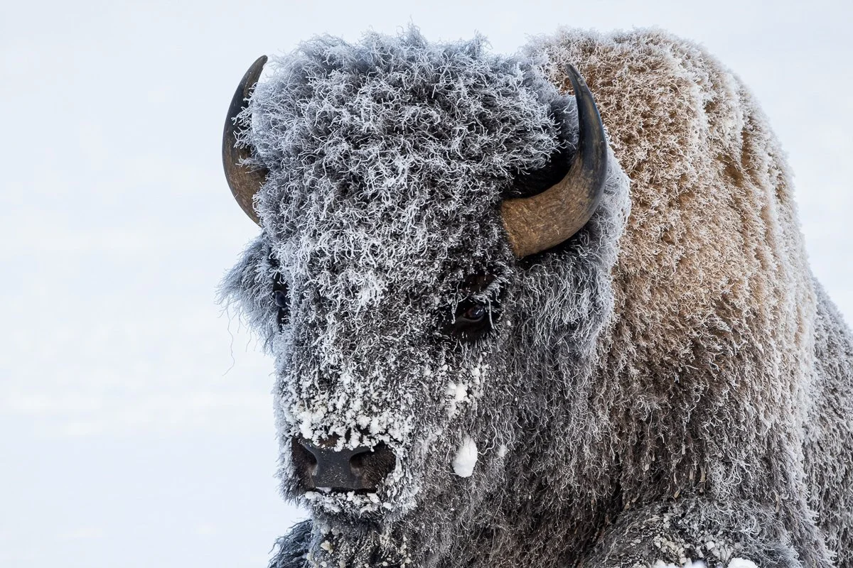 Frozen bison Yellowstone Jennifer King.JPG
