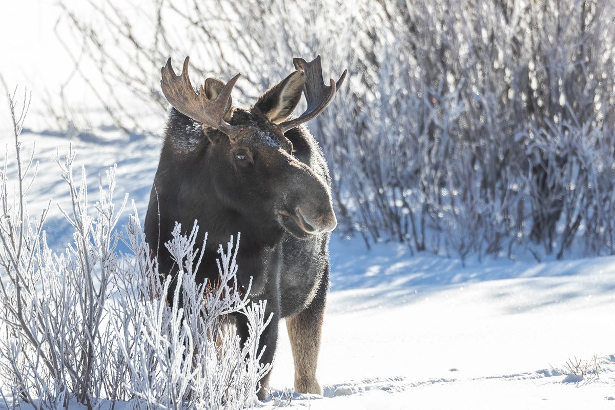 Lamar Valley Photo Workshop Extension