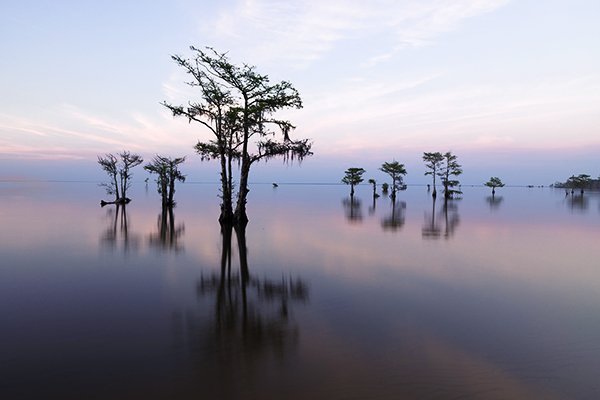 Bald Cypress Trees Low Country