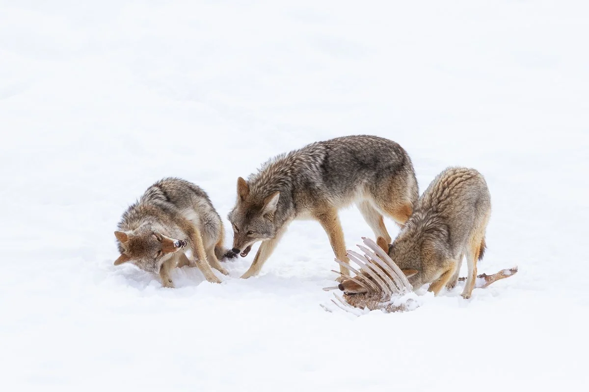 Lamar Valley Wildlife