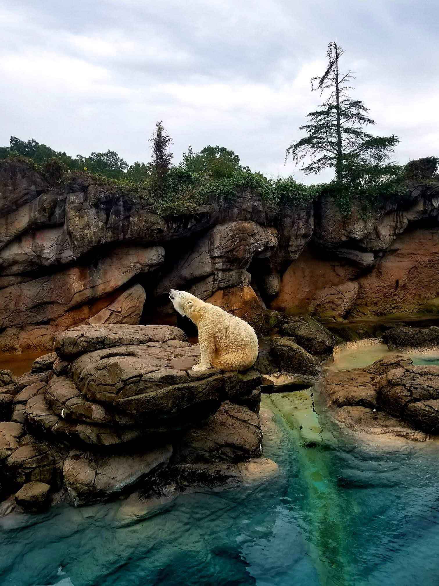 Masha the Dancing Bear
