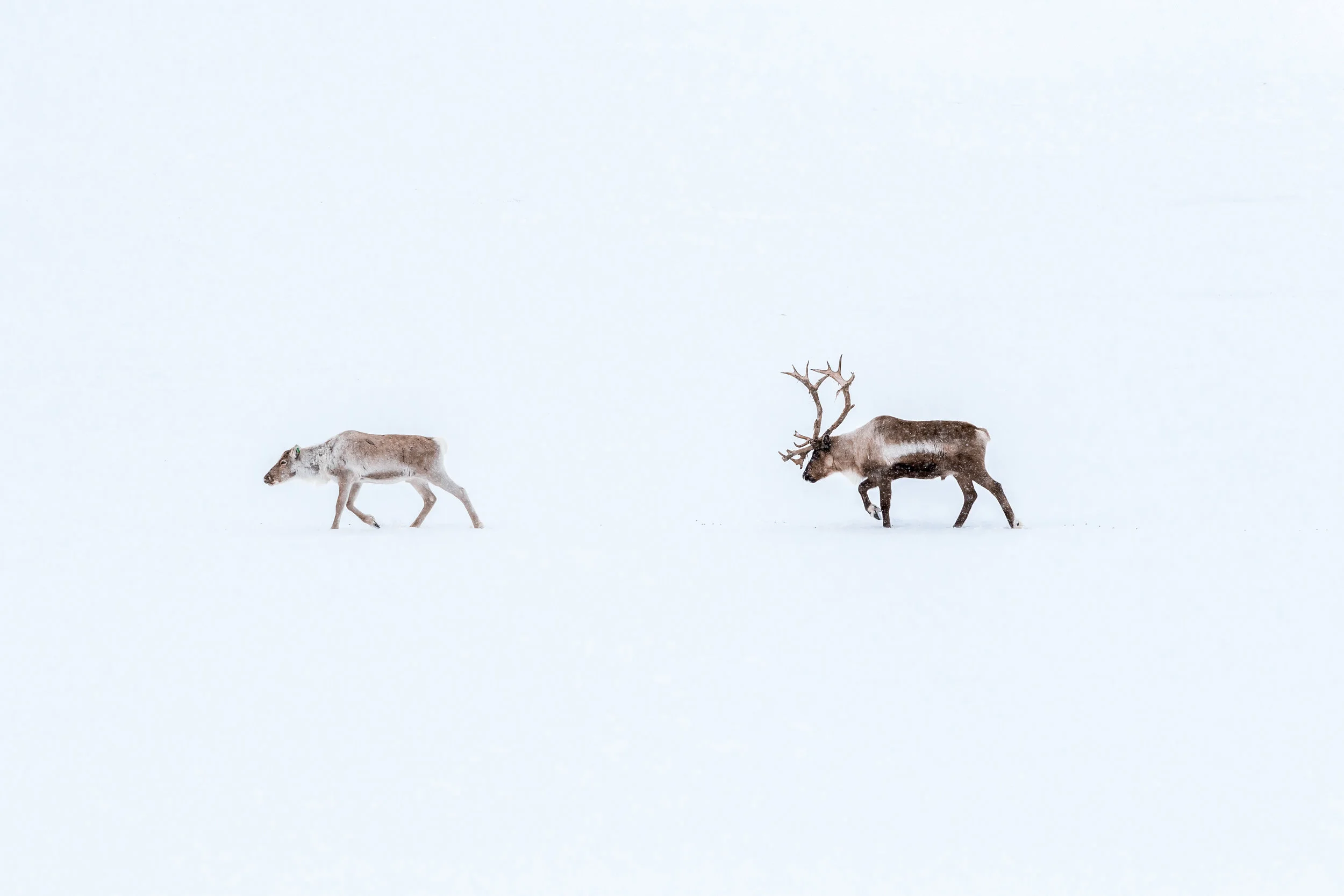 Where to Spot Reindeer IRL