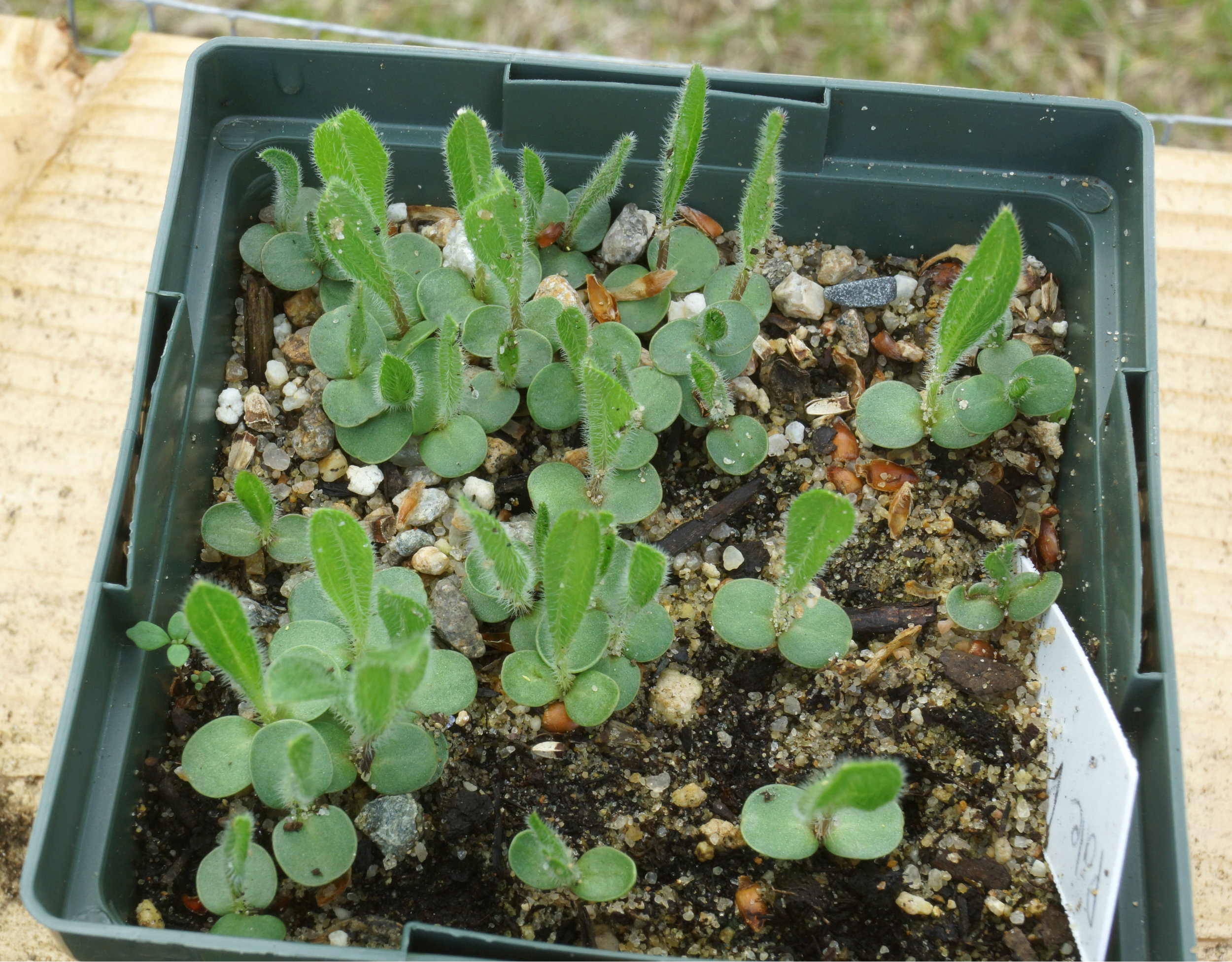 echinacea_pallida.jpg