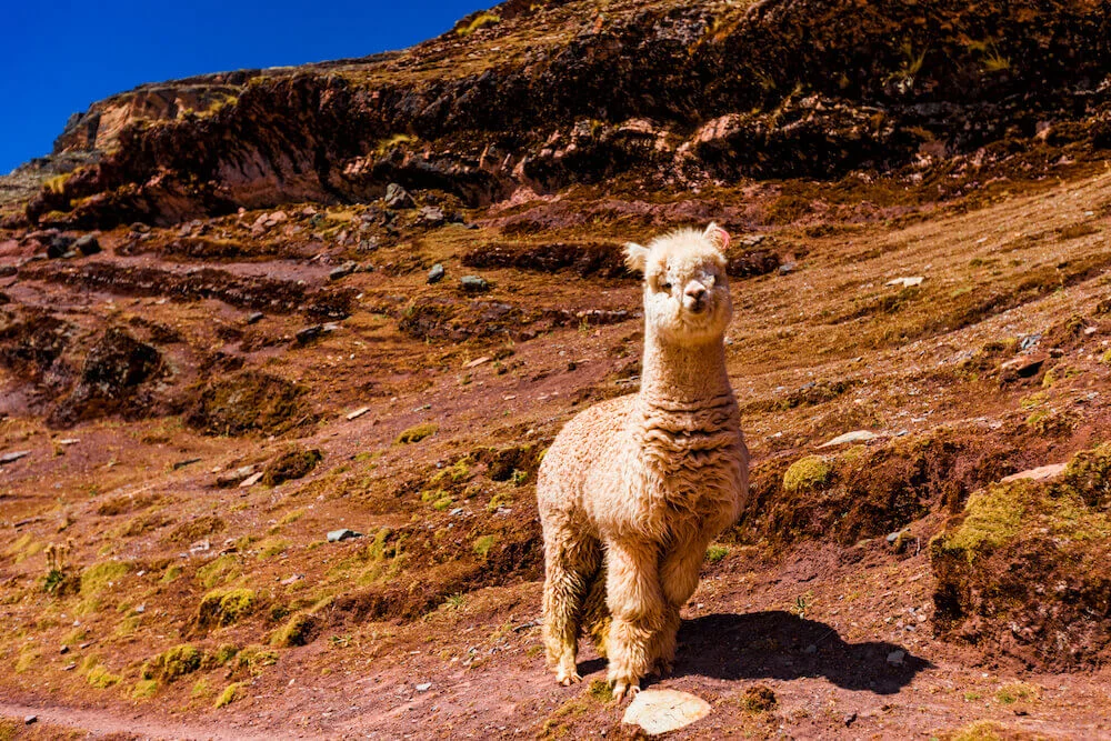 Andean Textiles