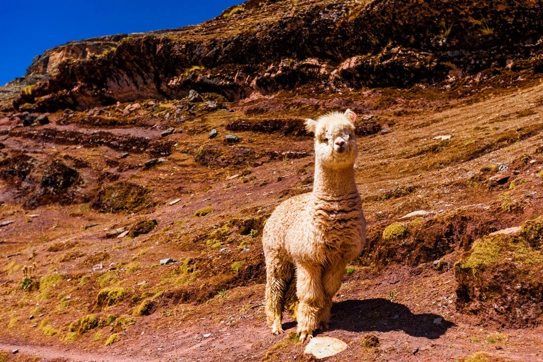 Alpaca in Peru