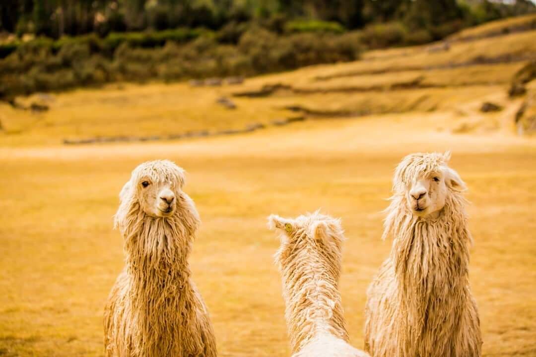 Peruvian Alpacas