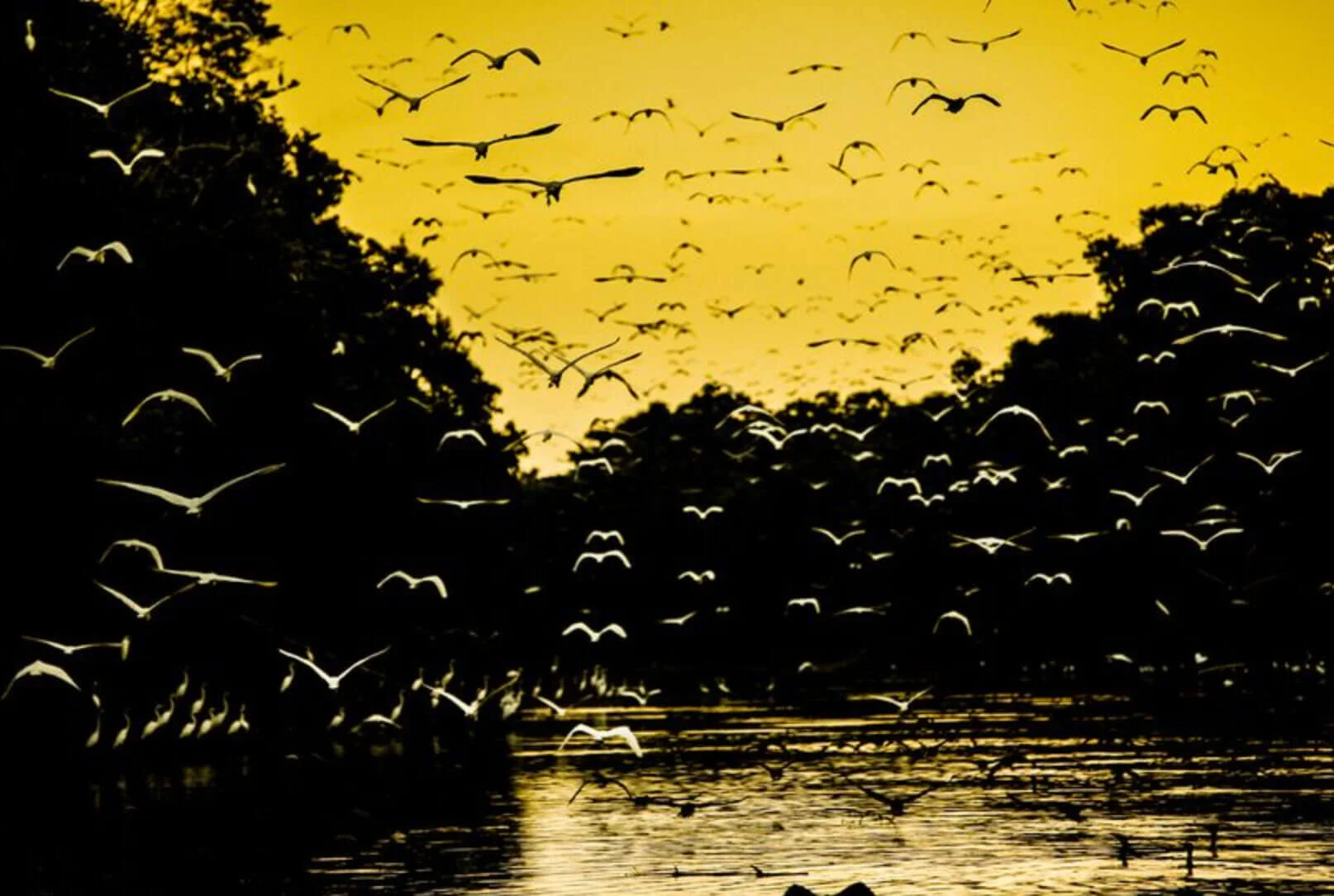 Amazon Rainforest Birds