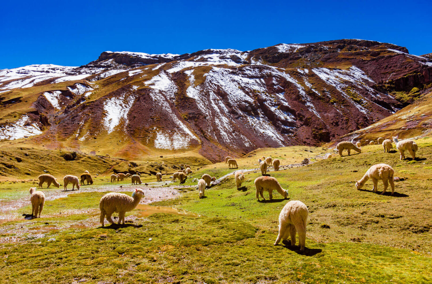 Alpacas in Peru