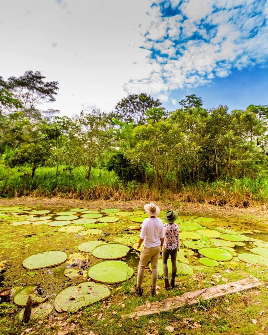 Amazon Jungle