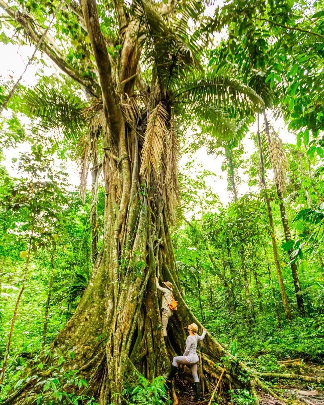 Amazon Jungle Excursions