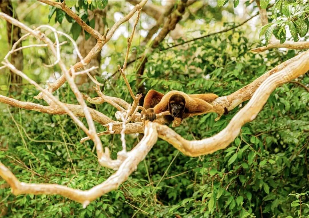 Amazon Jungle in Peru