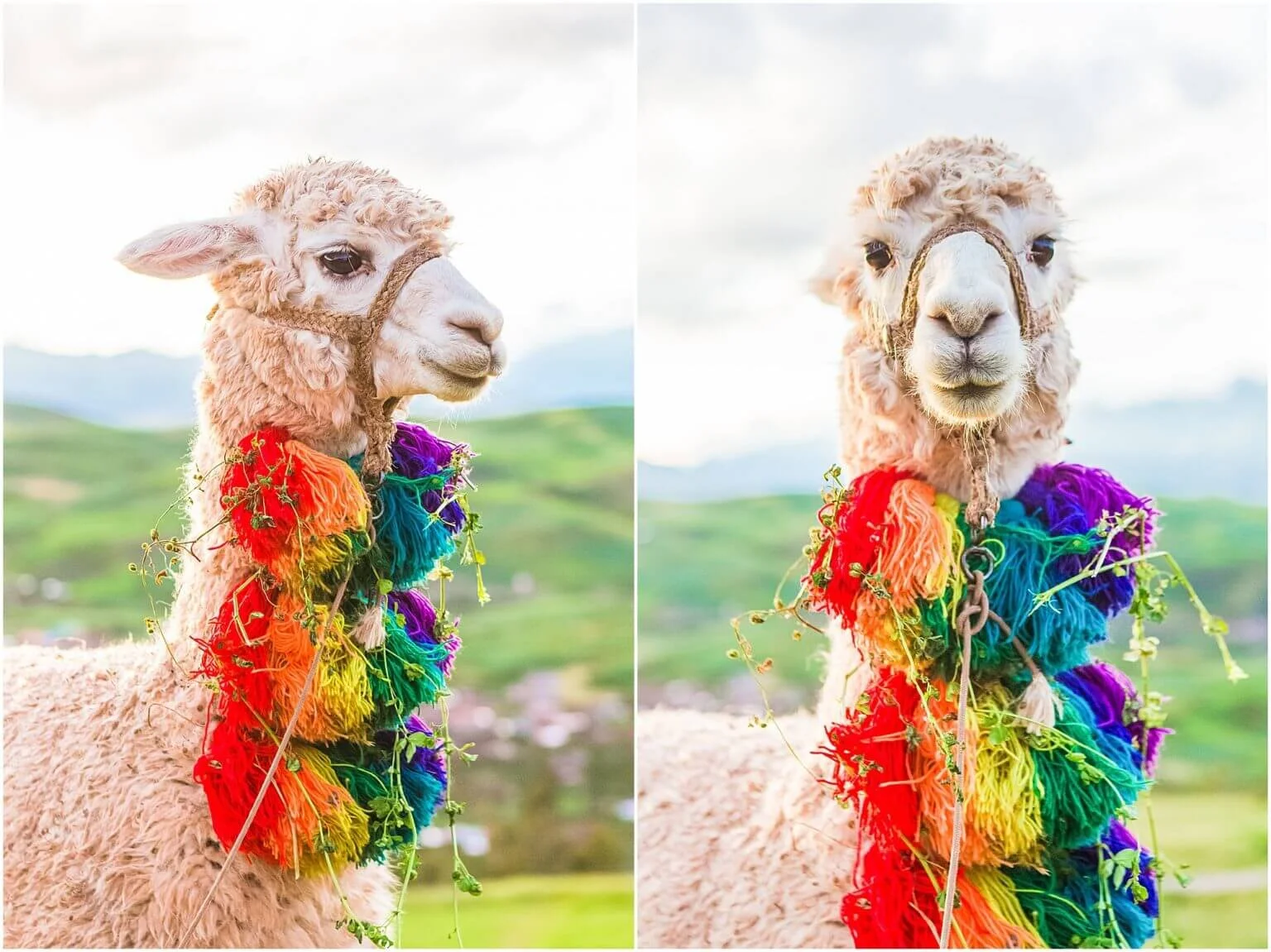 Peruvian Alpacas