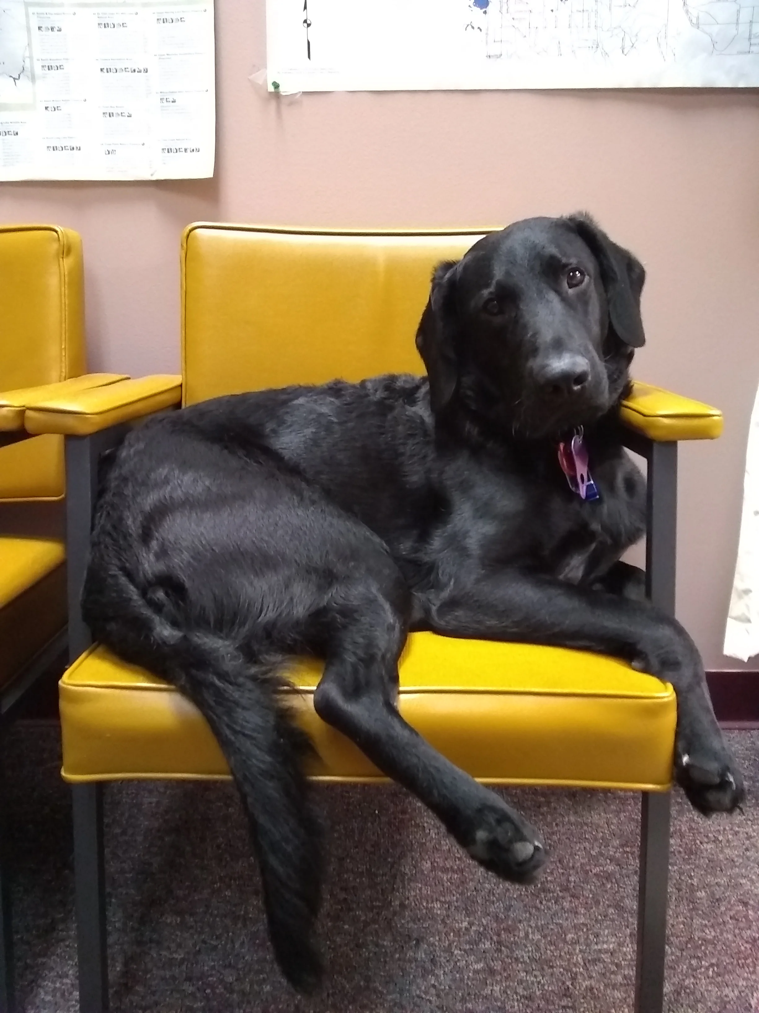 Ranger, Office Dog