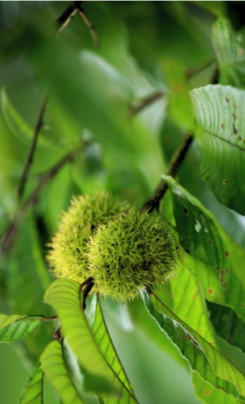 chinease chesnut.png