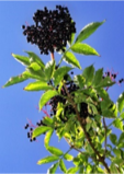black elderberry.png