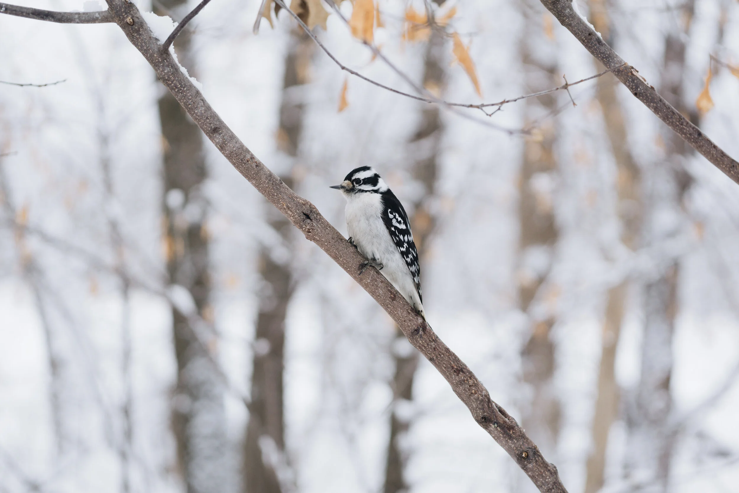 Join the Christmas Bird Count!