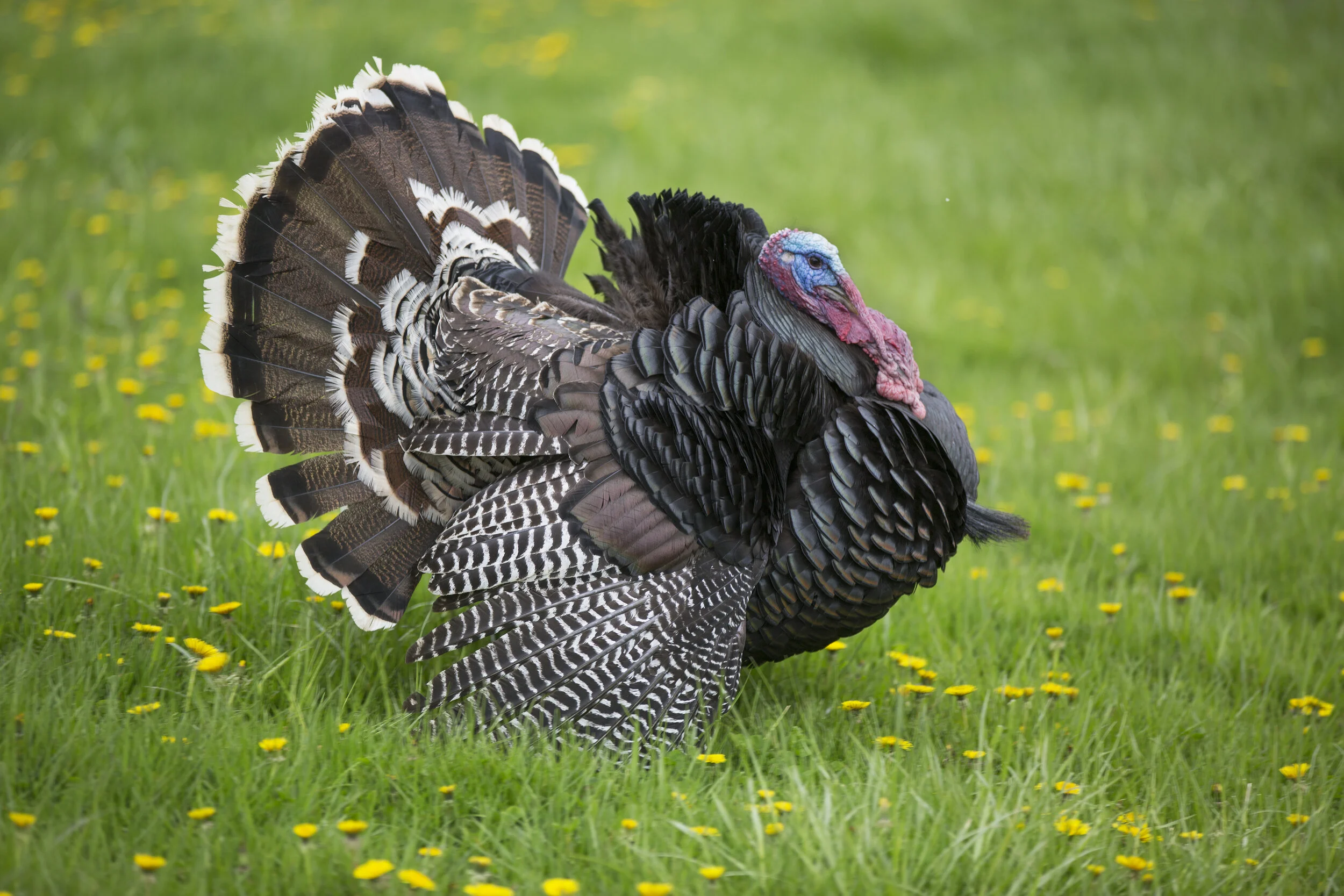 It’s Almost Turkey Time!