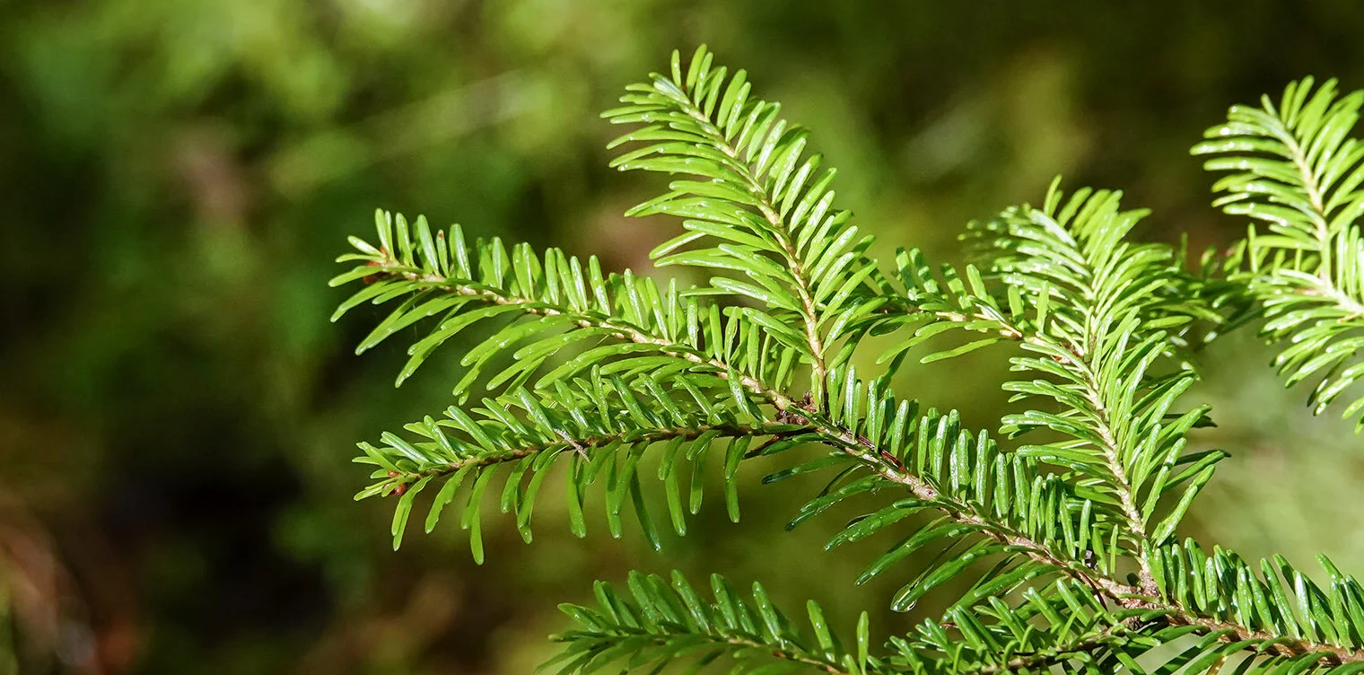 Trees-of-the-Adirondacks-Balsam-Fir-Abies-balsamea-Needles-Silver-Lake-Bog-Preserve-27-September-2019-72.jpg