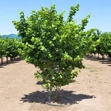 hazlentu orchard.jpg