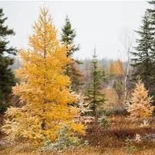 larch yellow.jpg