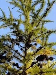 tamarack tree.jpg