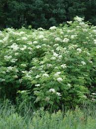 elderberry bush.jpg