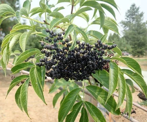 Elderberry_Sambucus_canaden.jpg