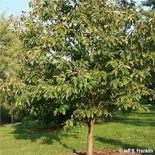 chestnut arbor day.jpg