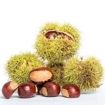 chestnut.jpg