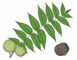 walnut leaves.jpg