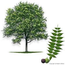 walnut tree.jpg