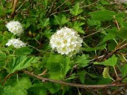 ninebark shrub.jpg