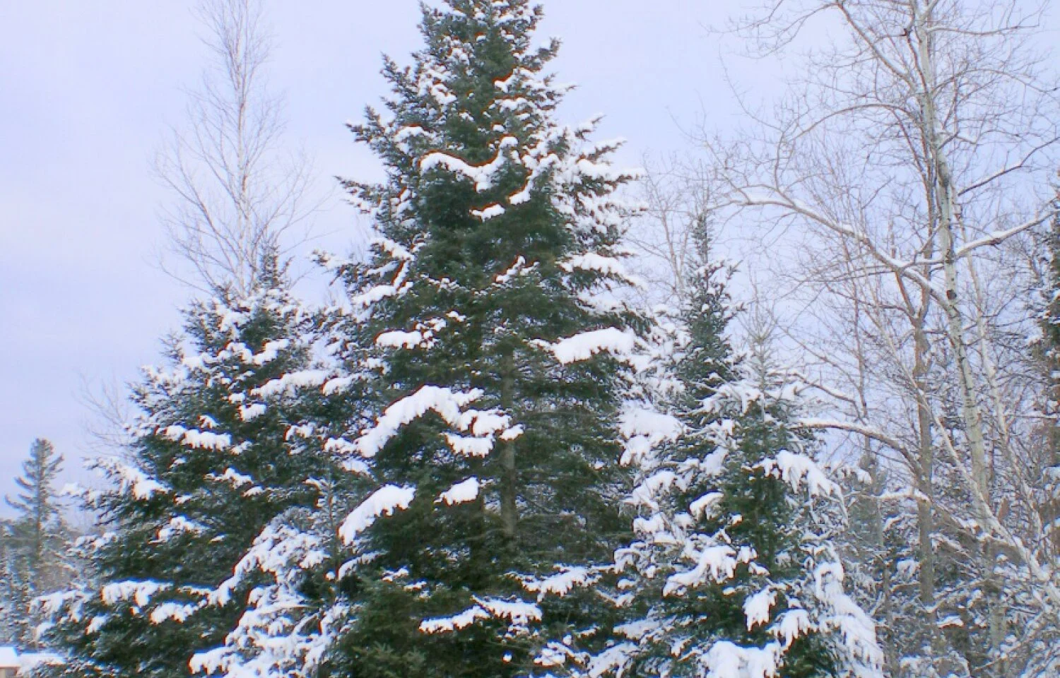 Red & White spruce in winter1 - Anne Krantz.jpg