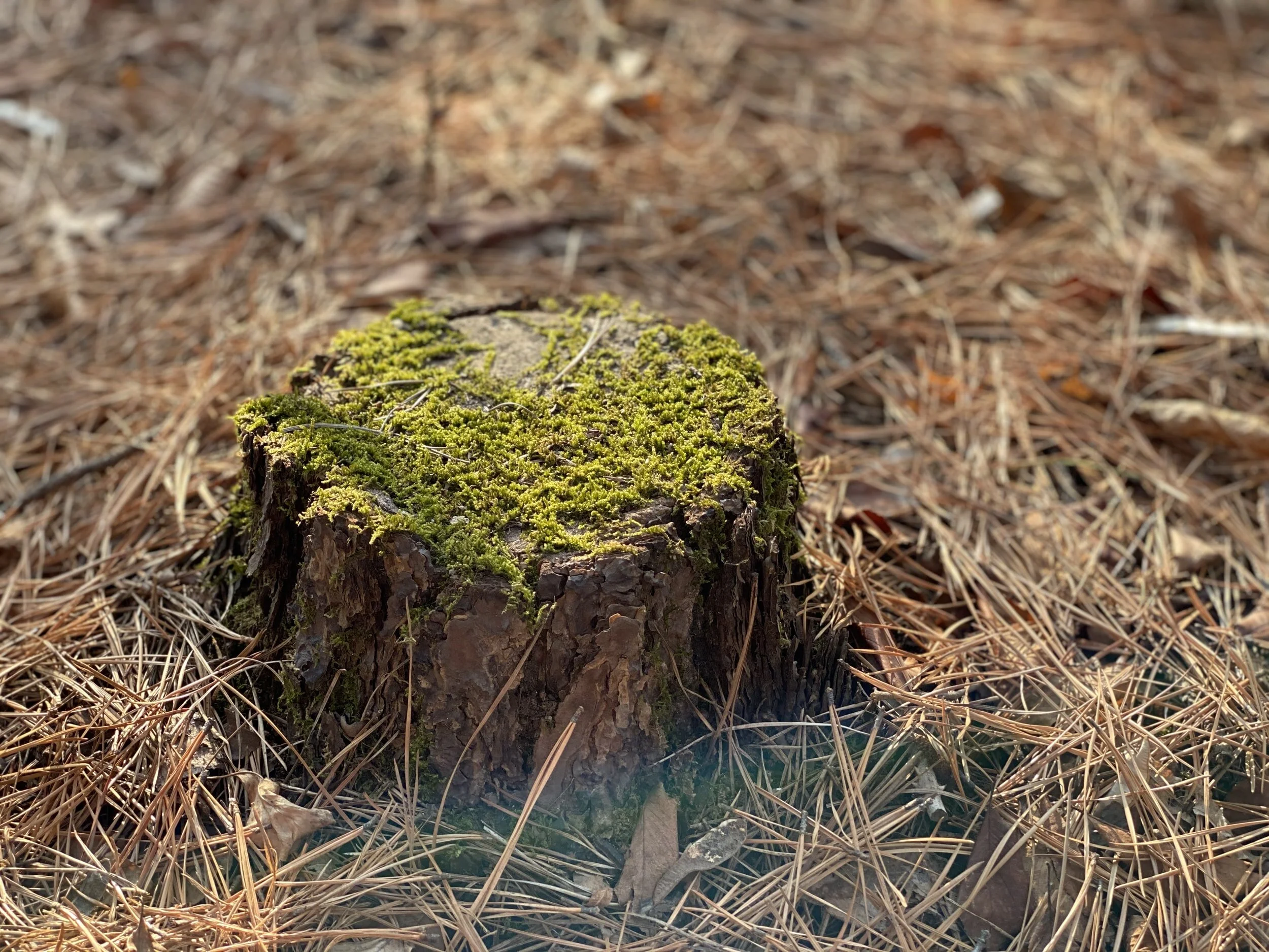 Stump Tales for Landowners