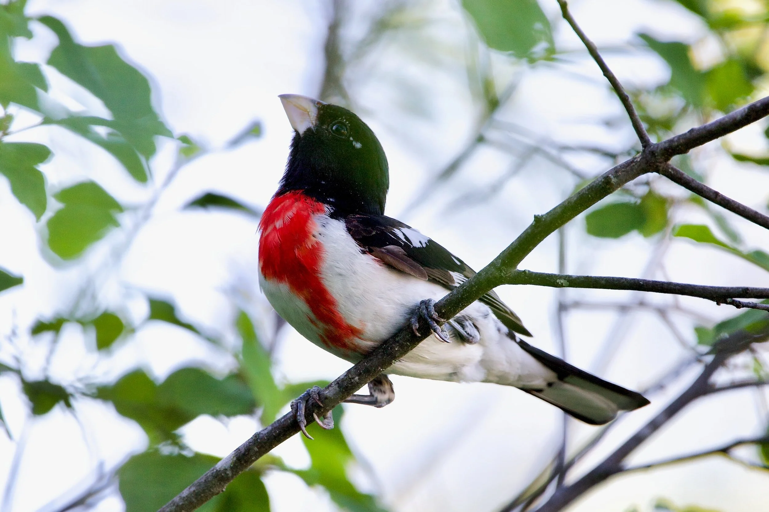 These Birds will Brighten Up Your Day