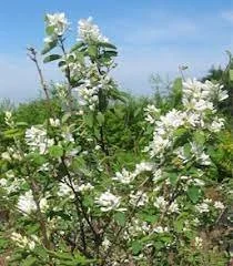 servcebeery spring.jpg