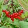 viburnum_highbush_cranberry_american_berries_istock_75479567_xlarge-100x100.jpg