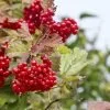 viburnum_highbush_cranberry_american_berries_istock_35834382_xlarge-100x100.jpg