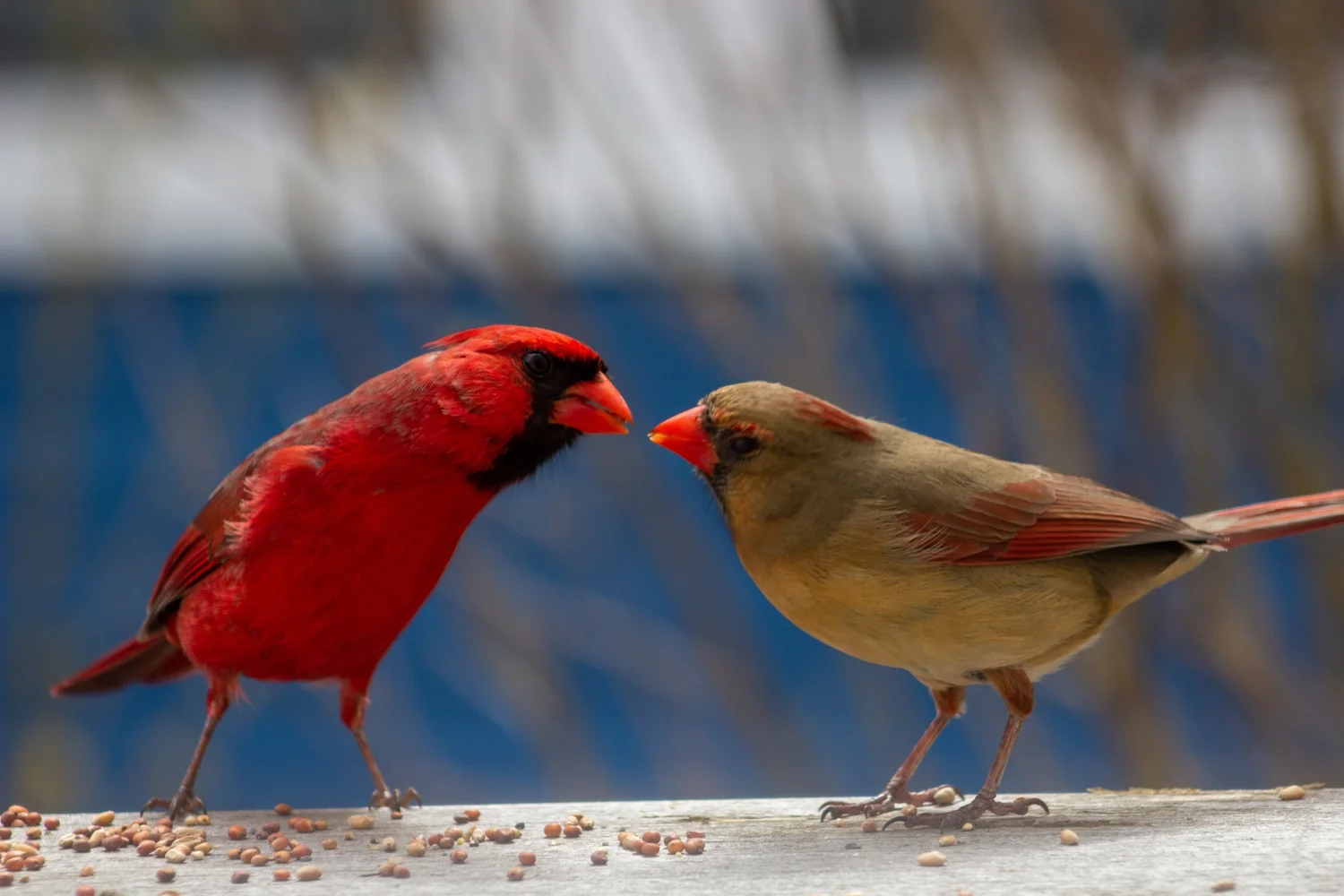 Why Do Male Red Birds Feed Their Mate: Surprising Nature Facts