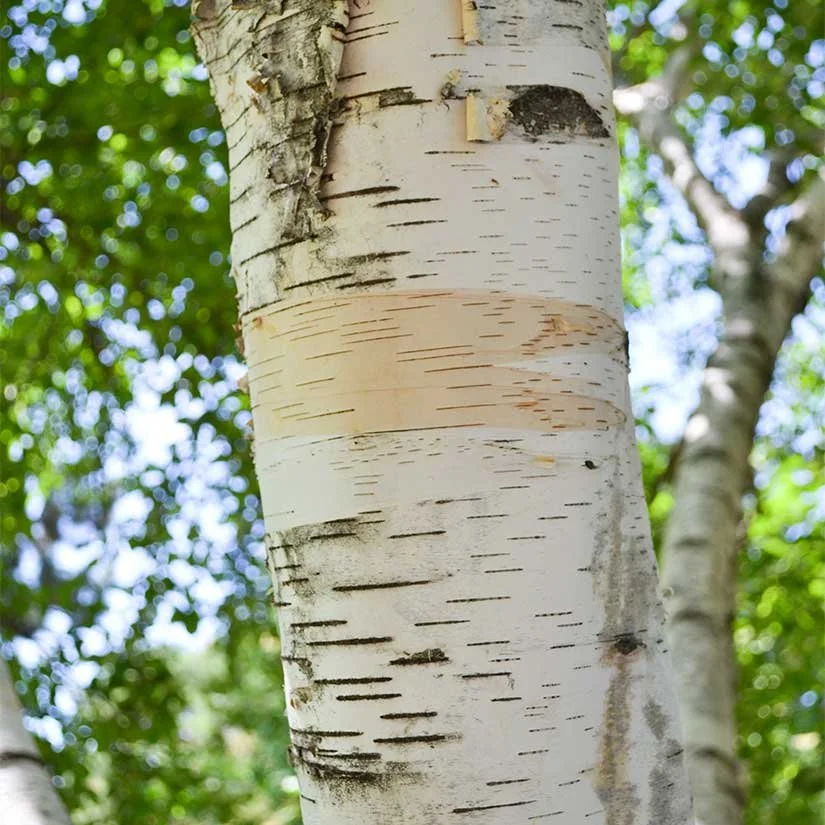 paper birch.jpg