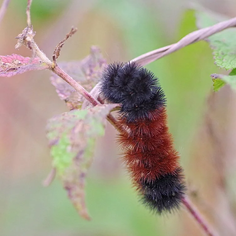 Wooly Bears? A Common Fall Sight