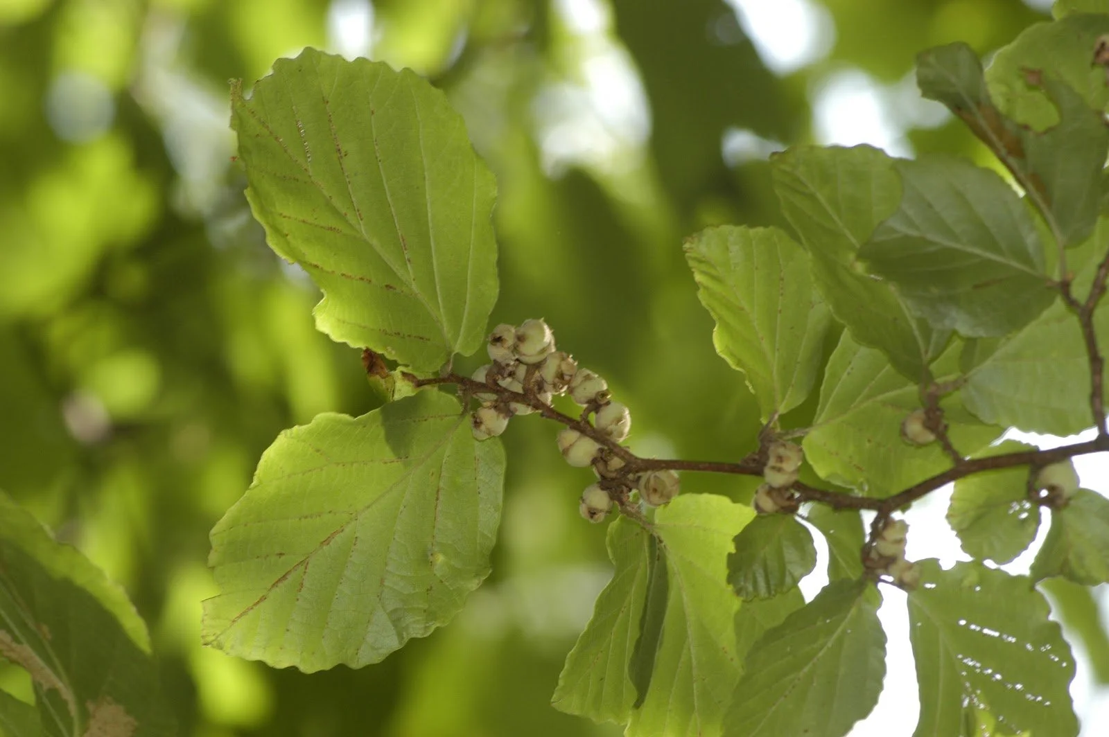 witch hazel leaves.jpg