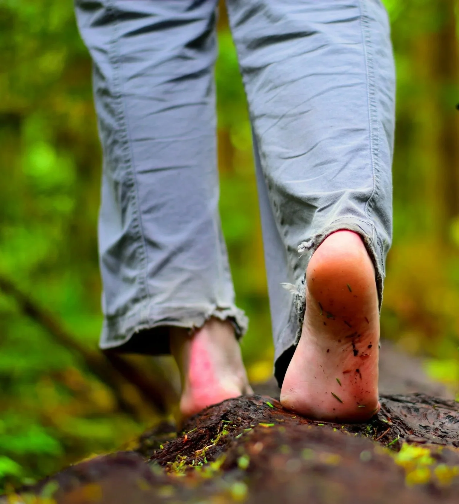Experience the Art of Forest Bathing