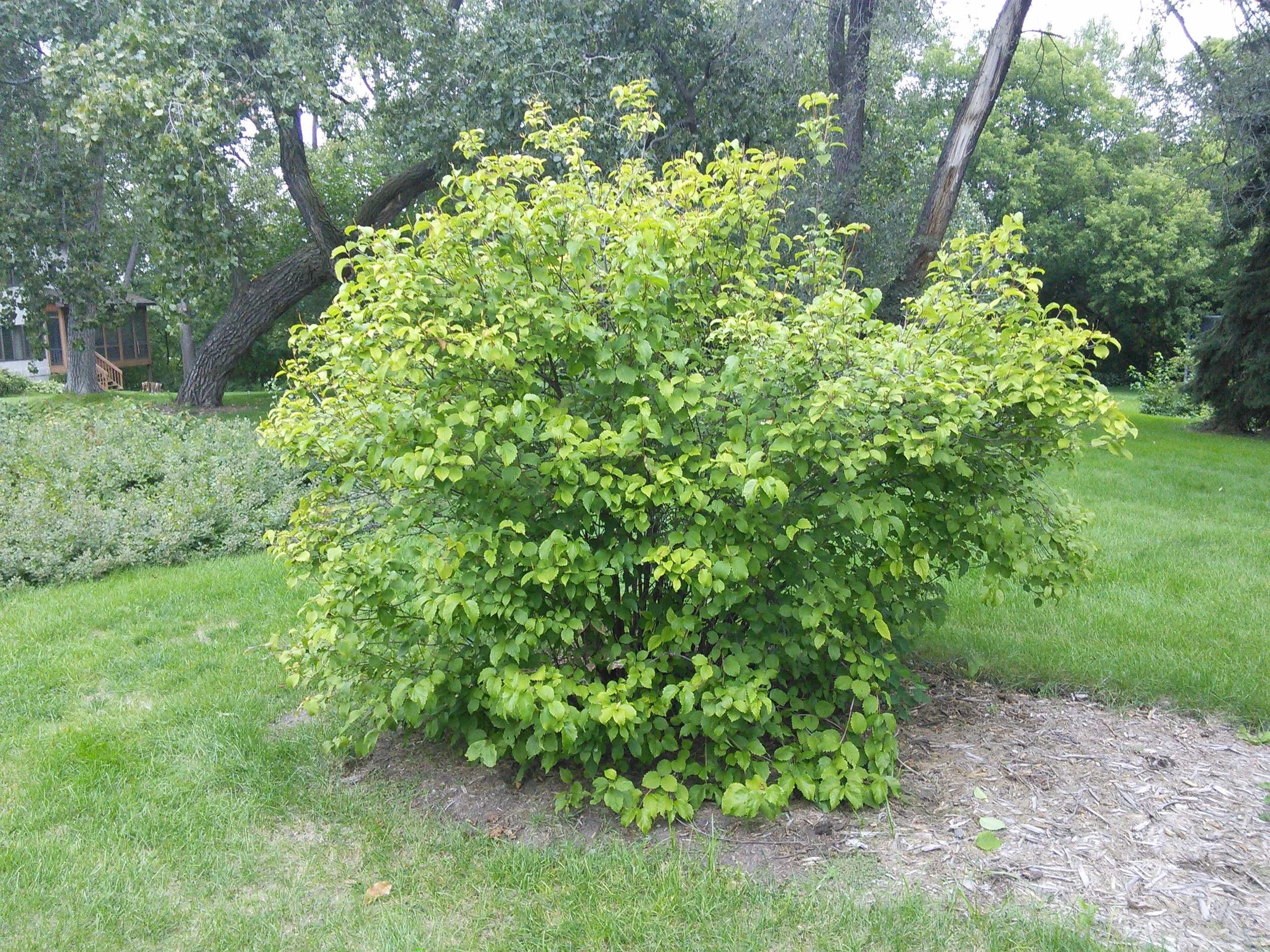 arrowwood viburnum.jpg