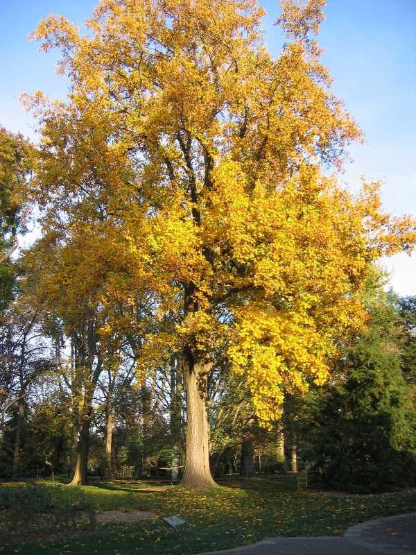 tuliptree fall foliage.jpg